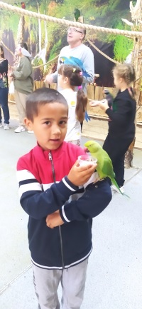 papuga2